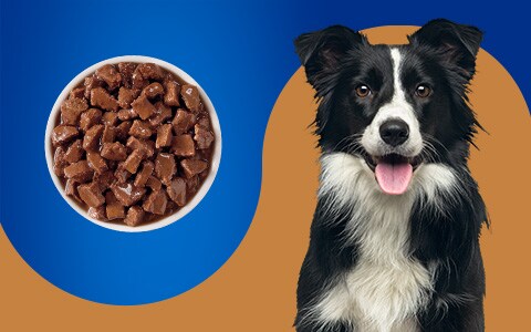 Pet pride wet dog food clearance