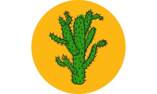 Cylindropuntia: Jumping Cholla