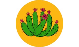 Echinocereus: Strawberry Hedgehog