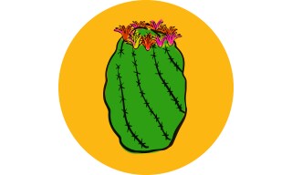 Ferocactus: Arizona Barrel Cactus