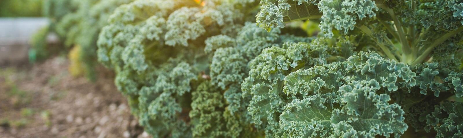 Fresh kale growing on stalks outside