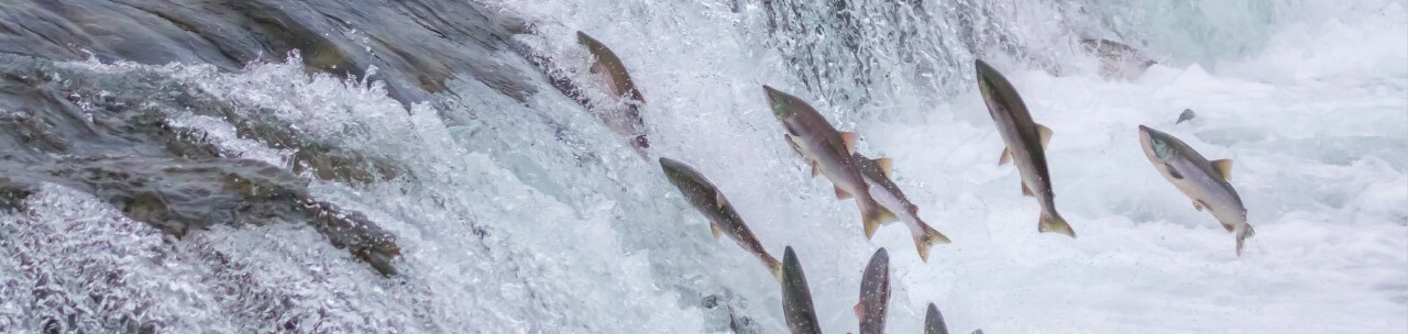 Salmon jumping