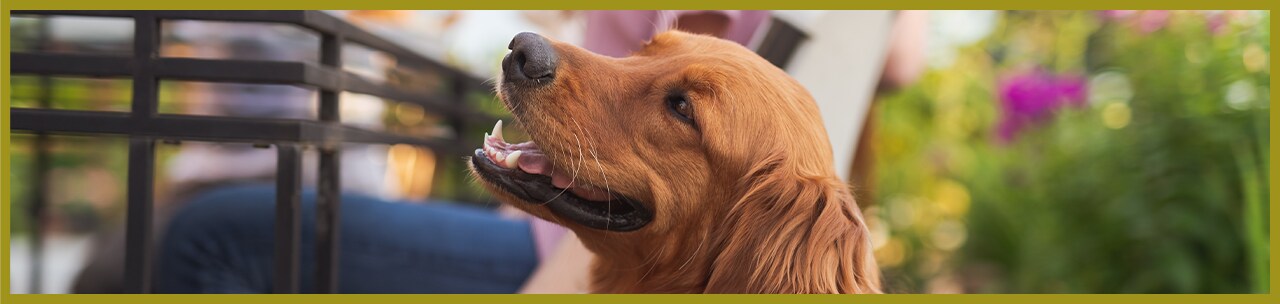 Dog and pet safety